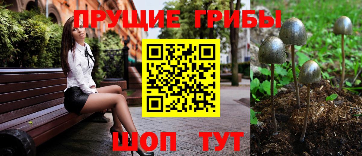 Псилоцибиновые грибы Psilocybe Славгород